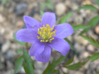 /album/fotogalerie-nabidka/anemone-nemorosa-abendhimmel-kvet-jpg/